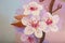 Oil painting Cherry Blossom Flowers