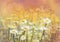 Oil painting daisy-chamomile flowers field at sunrise. Hand painted Vintage flowers white flower daisy at meadow