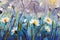 Oil painting of flowers,beautiful field flowers on canvas. Modern Impressionism.Impasto artwork.