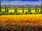 Oil painting Italian summer tuscany landscape, green cypresses bushes, yellow field, red flowers, mountains and blue sky artwork o