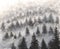 Oil painting Misty landscape with pine forest
