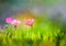 Oil painting nature grass flowers- pink cosmos flower