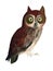 Oil Painting Owl on White Background