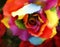 Oil painting rainbow rose