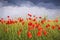 Oil painting summer landscape - field of poppies.