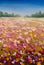 Oil painting summer landscape of a red ogange flower poppy field, blue sky clouds