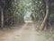 Oil painting of tall trees arched in the shade with a country road -- Original Original oil painting on canvas -