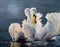 Oil painting of two graceful white swans on a lake