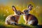 oil painting.two rabbits in love.long ears, a short tail, long hind legs