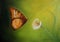 Oil painting of a vibrant butterfly about to land on a Cala flower petal