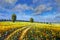 Oil painting warm summer landscape. Road in a yellow flower field