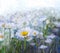 Oil painting white Daisy flower in filed