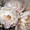 Oil painting of white peony flowers, square large close-up. Floral background. Generative AI