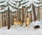 Oil painting - wolves in the pine forest, Russian winter