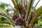 Oil palm fruits of Kimanis Estate, Sabah, Malaysia