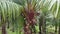 Oil Palm Fruits in the tree