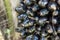 Oil palm fruits on the tree