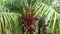 Oil Palm Fruits in the tree1