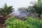 Oil Palm In Haze