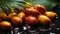 Oil palm kernel dura, tree nectar for the food and cosmetic industries. Vegetable fat or palmitic acid