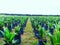 Oil palm nurseries