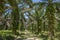 Oil palm plantation