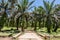 Oil palm plantation