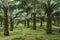 Oil palm plantation