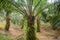 Oil palm plantation, matured and shady.