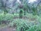Oil palm plantation with nephrolepis biserrata as the grand cover