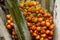 Oil palm plantation for oil extraction