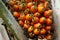 Oil palm plantation for oil extraction