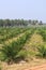 Oil palm plantation - Series 3