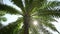 Oil palm plantation and sunlight VDO 4K