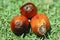 Oil Palm Seed Series 01