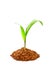 Oil palm sprout with soil