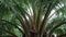 Oil palm tree fruits with trunk or branch & leaves swaying by wind