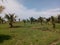 Oil palm trees in the garden, greenery field