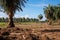 Oil palm trees in palm plantation. Deforestation rainforest for sake of oil palm plantations.