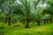 Oil palms plantation, tropical jungle, Phang-nga, Thailand