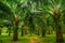 Oil palms plantation, tropical jungle, Phang-nga, Thailand