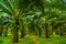 Oil palms plantation, tropical jungle, Phang-nga, Thailand