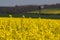 An oil seed rape field in the U.K. in full bloom