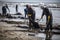 oil spill cleanup crew scrambles to contain and clean up oil slick on the beach