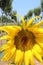 Oil sunflower growing in the field