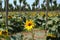 Oil sunflower growing in the field