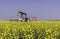 Oil well pumpjack in a field of canola