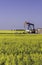 Oil well pumpjack in a field of canola