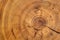 Oiled acacia wood slice with crack and clearly visible concentric circles annual growth rings, age rings