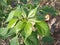 Oiled green leaves